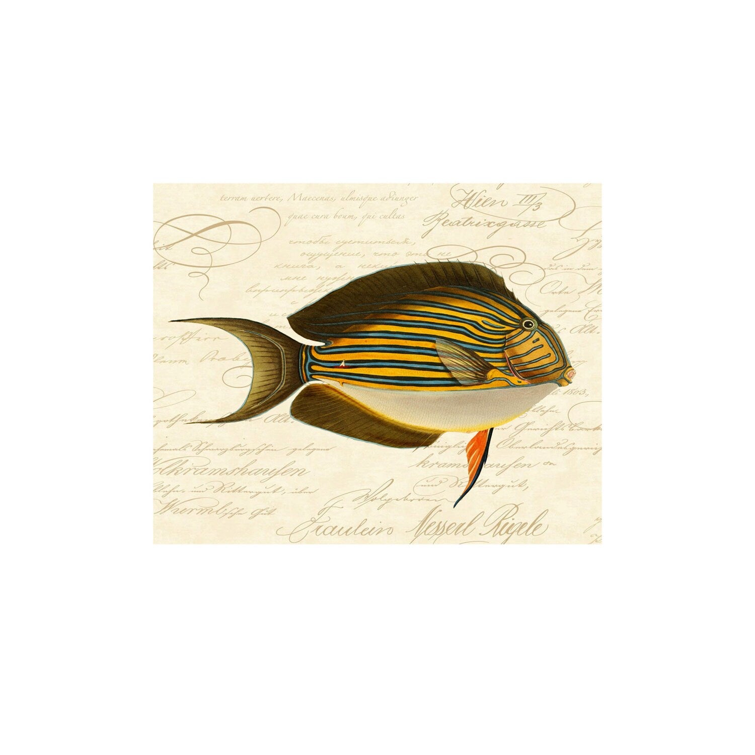 Instant Download Tropical Fish Digital Print For 8 1/2" x 11" Paper Sized To 8" x 10" Nautical Ocean Art Antique