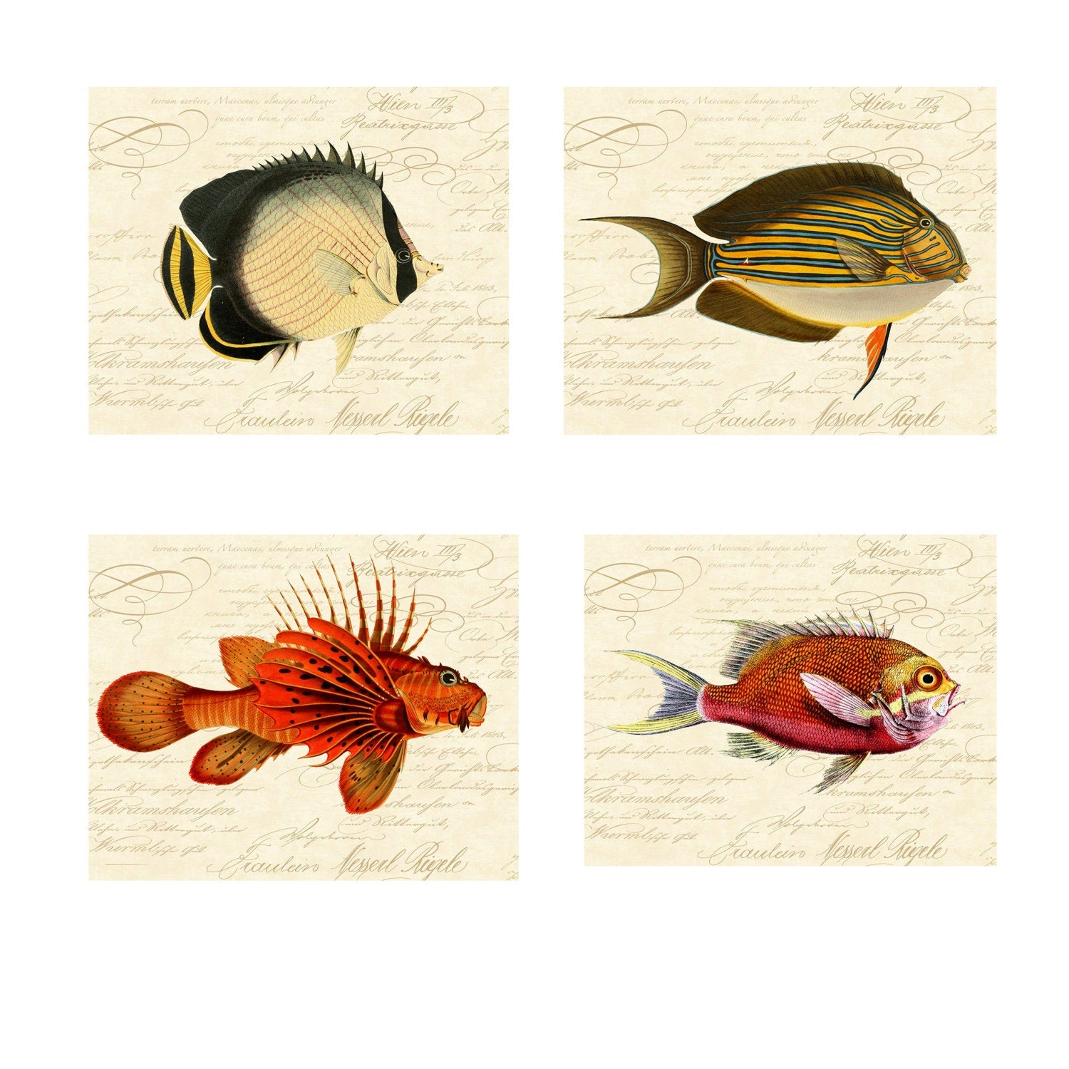 4 Instant Download Tropical Fishes Digital Print For 8 1/2" x 11" Paper Sized To 8" x 10" Nautical Ocean Art Antique Fish