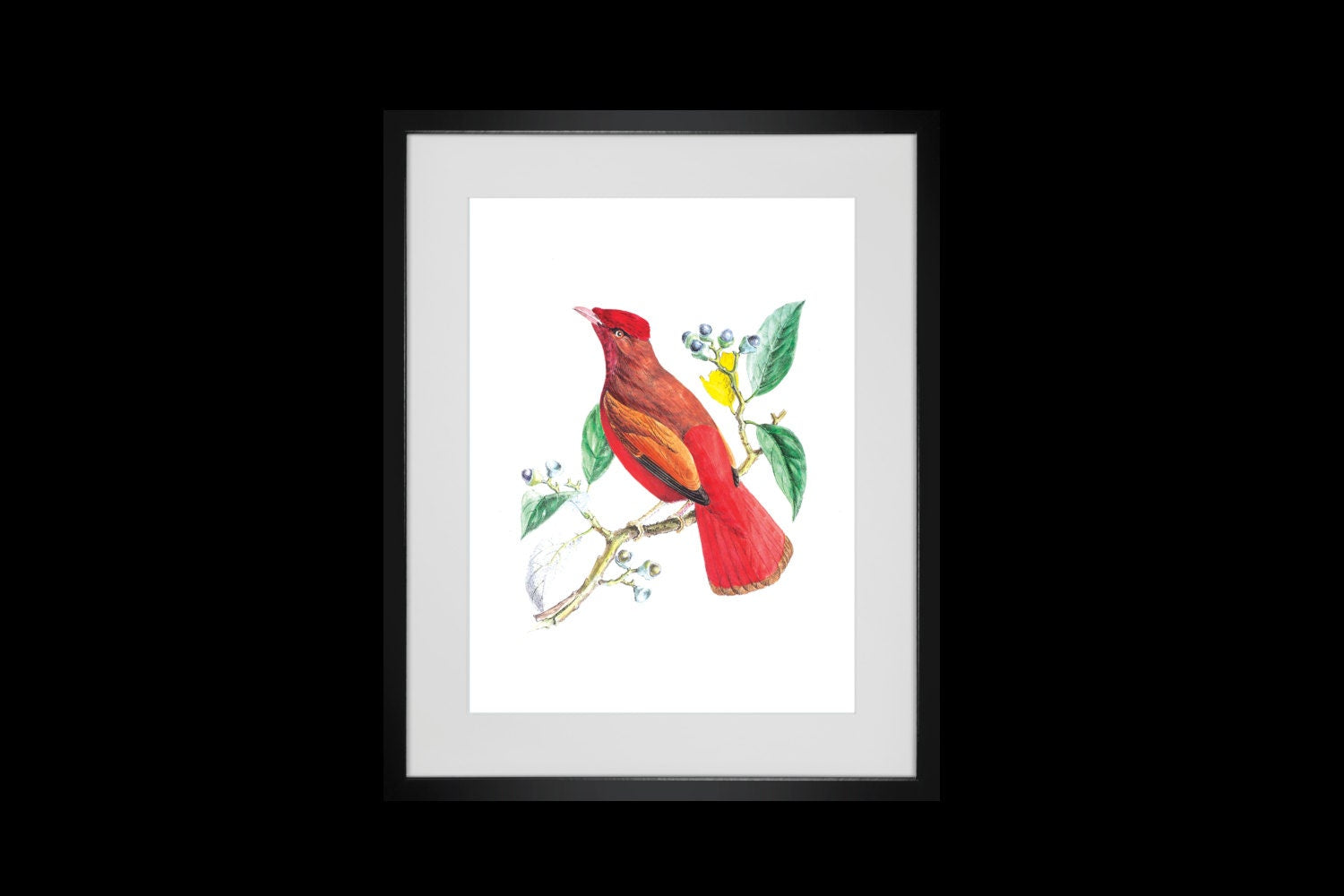 Antique Bird Prints Wall Decor 4 Colorful Bird Art Prints For Bedroom, Living Room Kitchen Pictures Vintage Scientific Illustration Wall Art