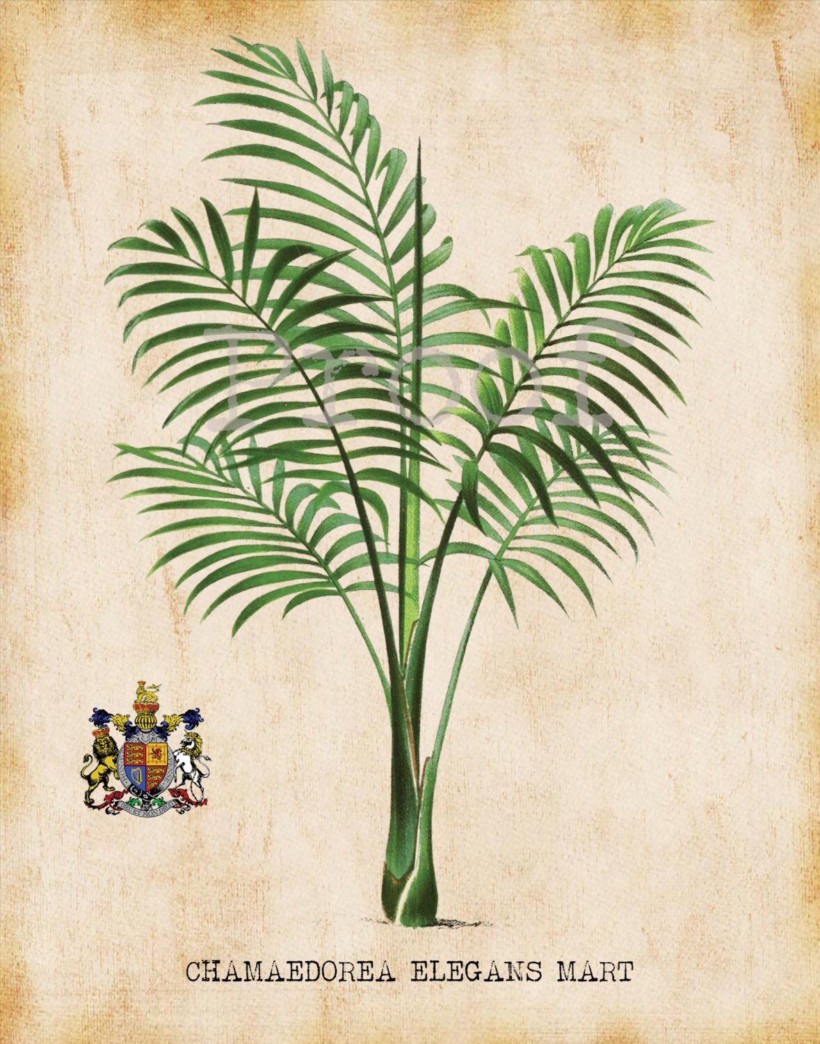 Antique Palm Tree Art Print For You To Print 8" x 10" & 11" x 14" Tropical Palms Wall Decor Botanical Print Picture Instant Download