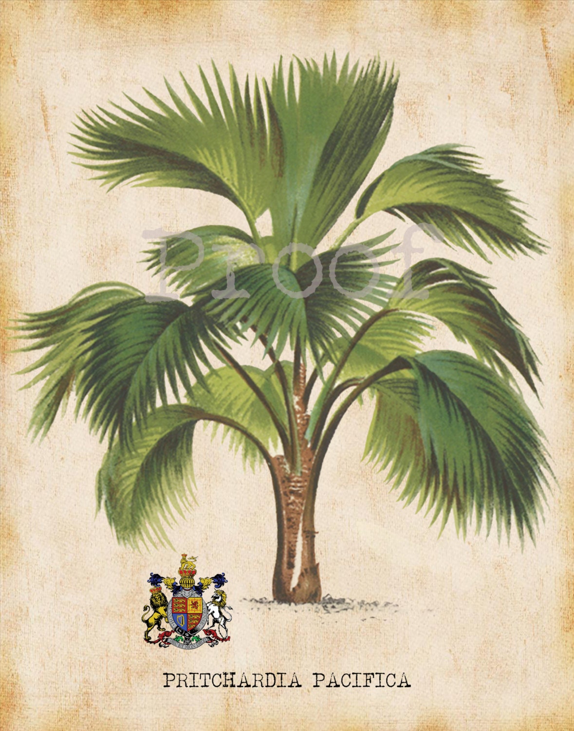 Palm Tree Art Print For You To Print 8" x 10" & 11" x 14" Antique Tropical Palms Wall Decor Botanical Print Picture Instant Download