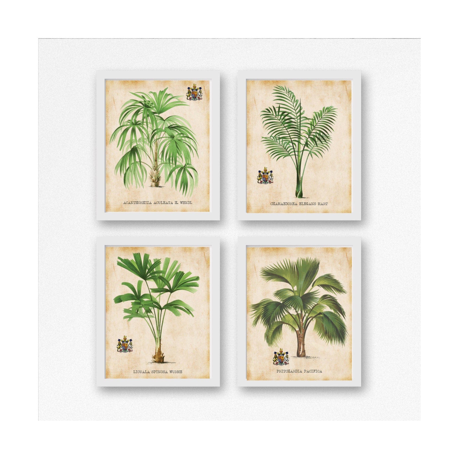 Tropical Palm Tree Art Prints Set For You To Print 7.5" x 9.5"  For Matting Antique Palms Wall Decor Botanical Print Picture Instant