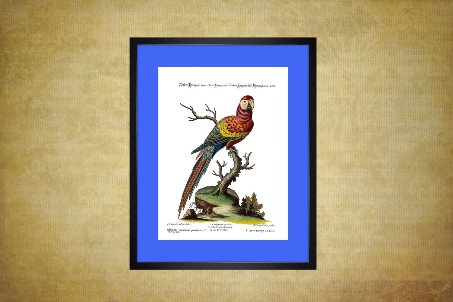 Instant Download Antique 1700's Macaw Digital Print  8" x 10" Parrot Scientific Illustration PNG & JPG Enhanced 300 DPI